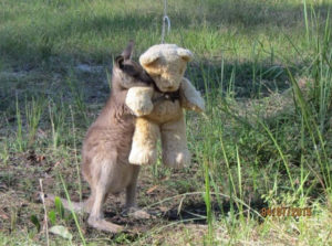 Kangaroo-Hug-teddy