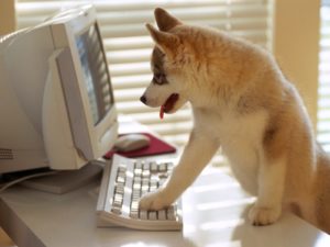 dogs-high-resolution-wallpaper-26
