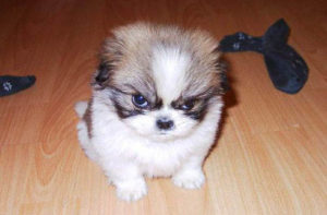 angry_dog